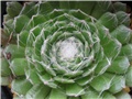 sempervivum arachnoideum